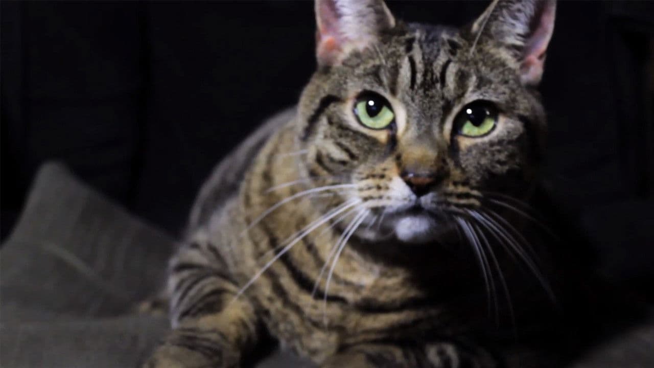 Backdrop – A Meowy Christmas