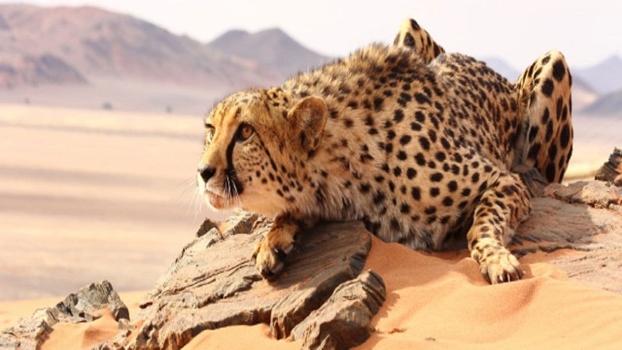 Backdrop – The Odyssey Of Felines