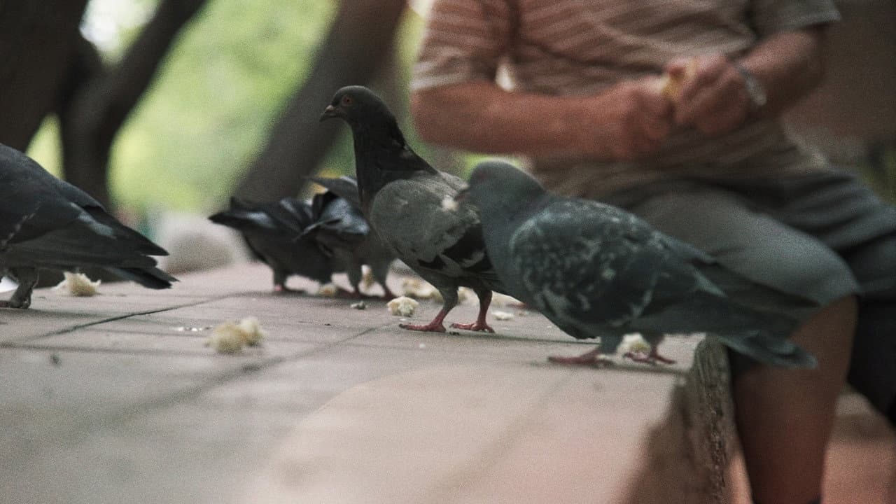 Backdrop – Buscando al Hombre Paloma