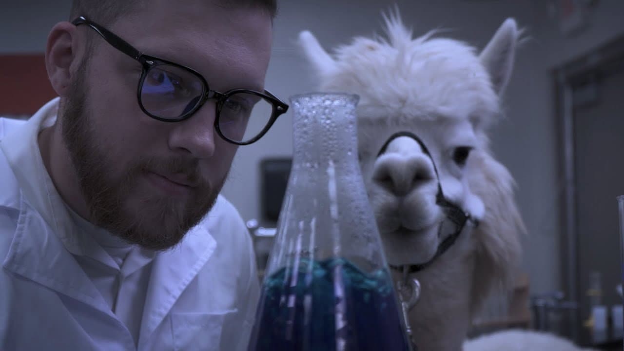 Backdrop – Alpacalypse