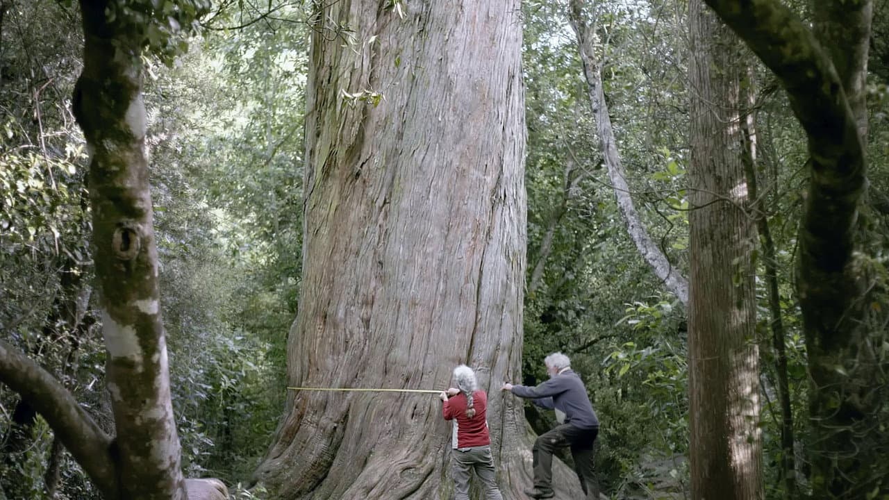 Backdrop – Nouvelle-Zélande, la forêt des géants