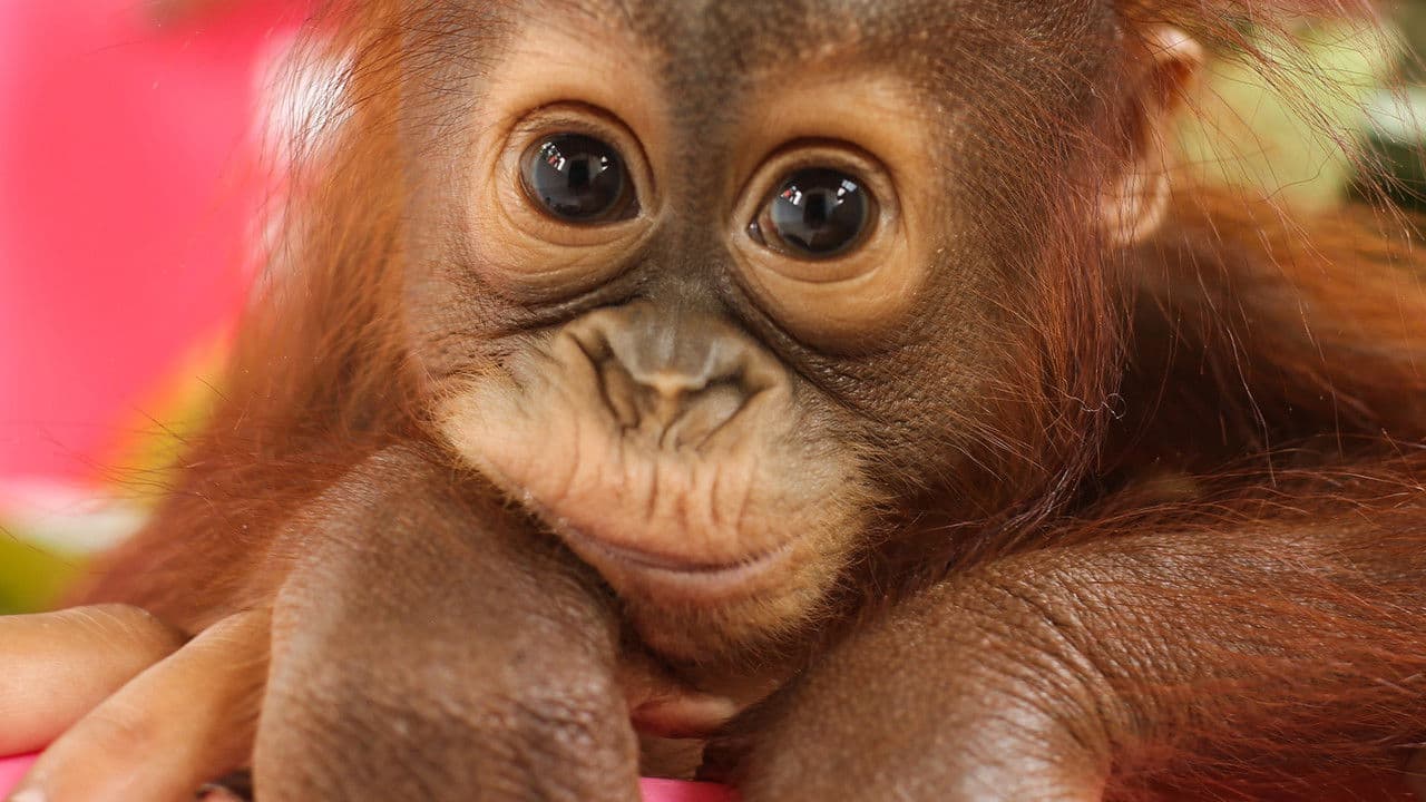 Backdrop – Disenchanted Forest