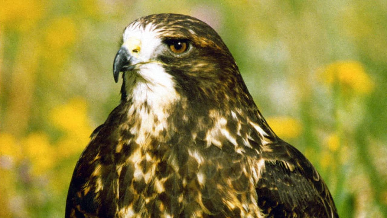 Backdrop – Twixt Heaven and Earth