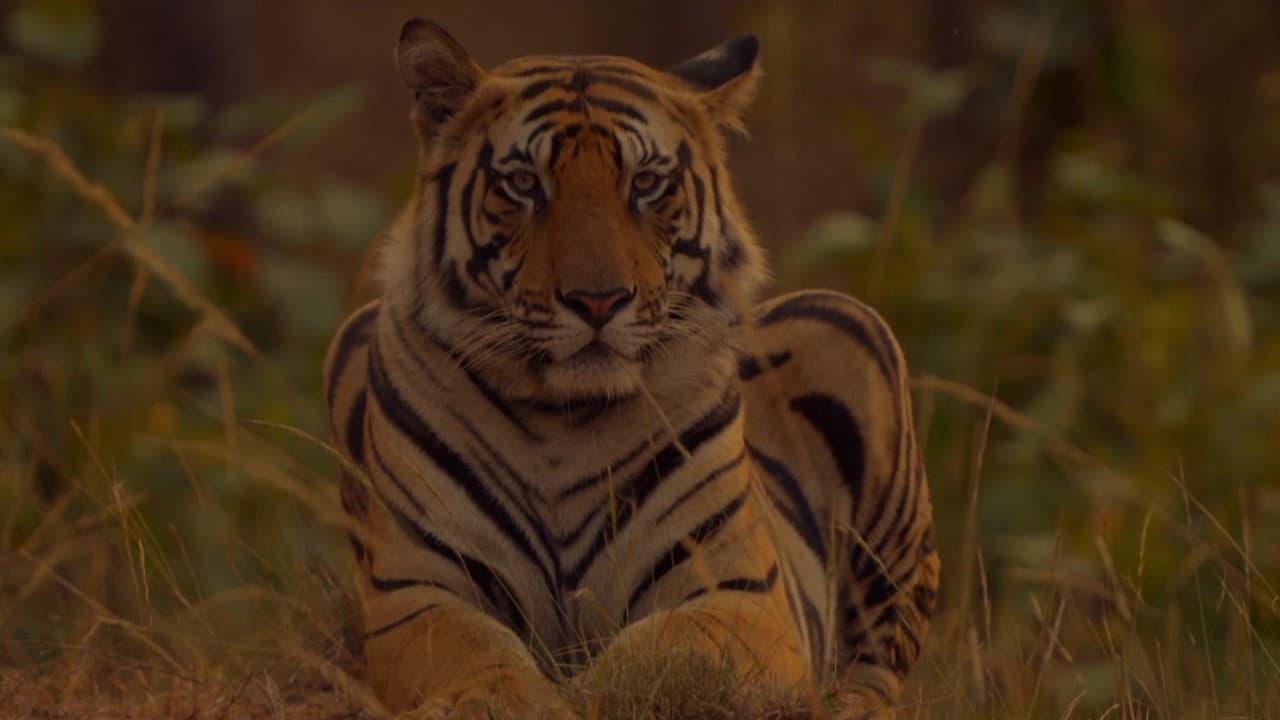 Backdrop – Sundarbans, le dernier royaume du tigre