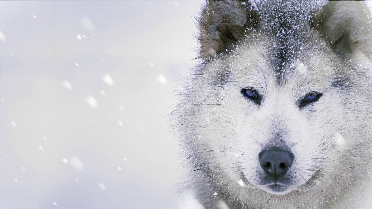 Backdrop – Ice Dogs: The Only Companions Worth Having