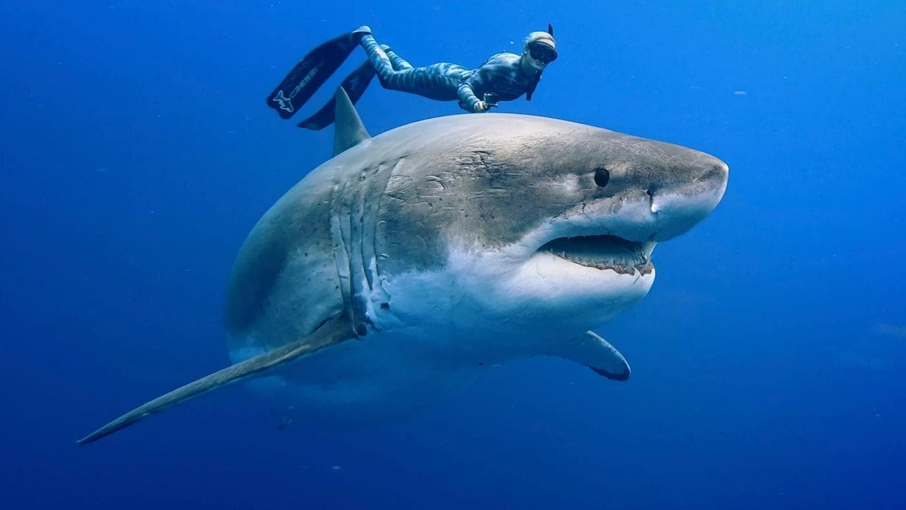 Backdrop – Envoy: Shark Cull