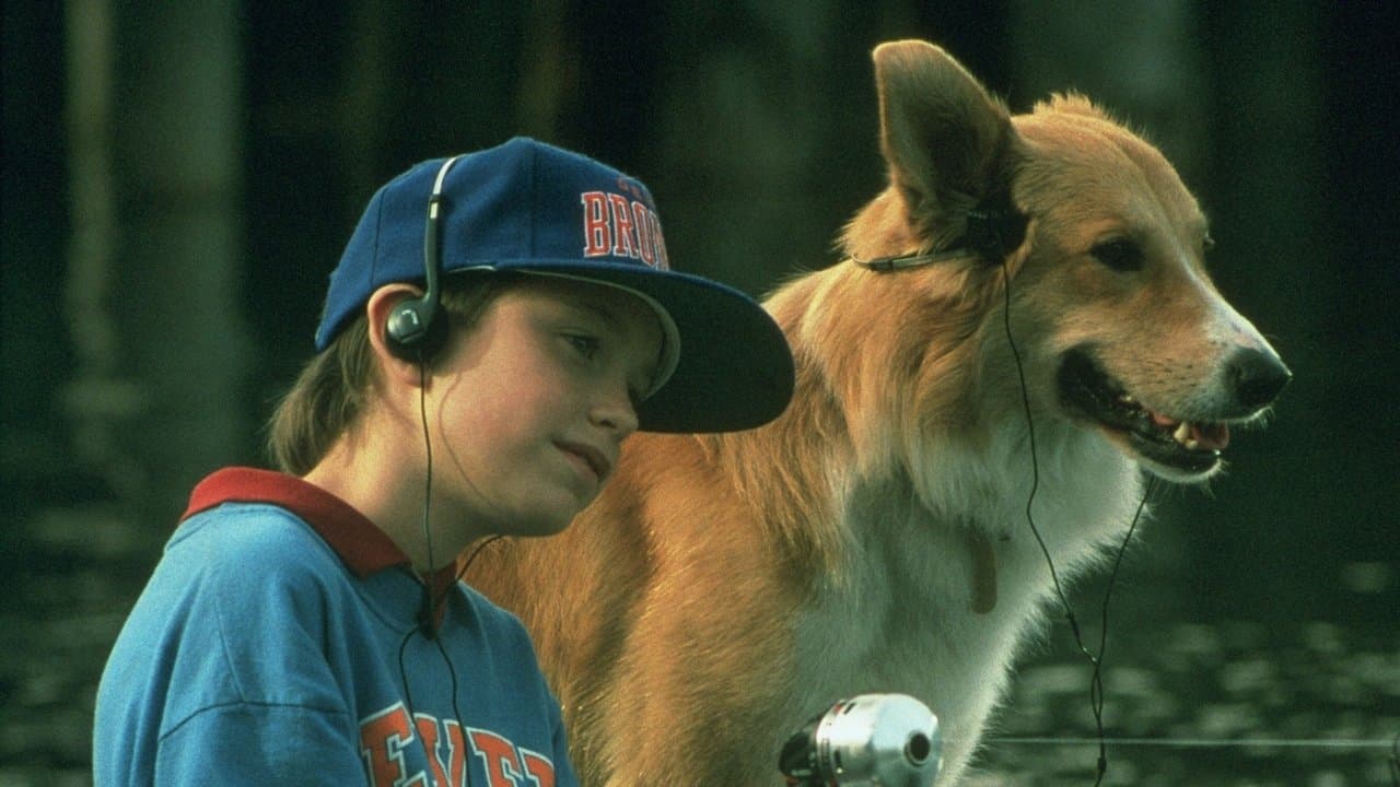 Backdrop – Bingo - Kuck mal wer da bellt