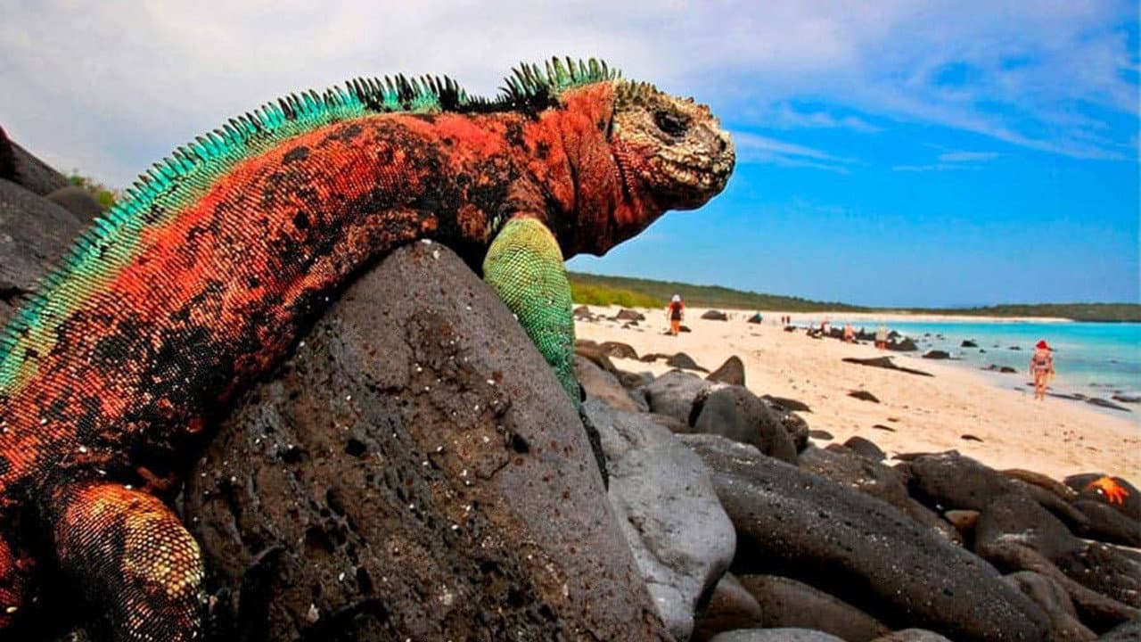 Backdrop – The Dragons of Galapagos
