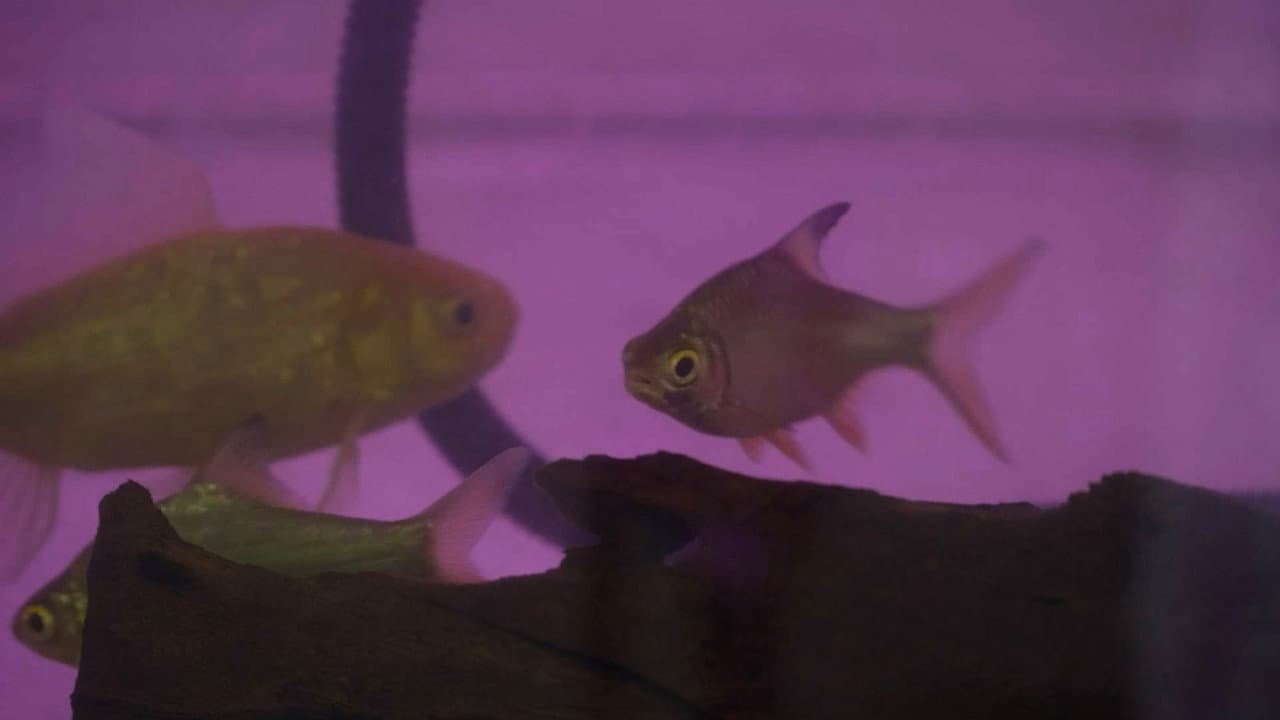 Backdrop – Ikan Migran