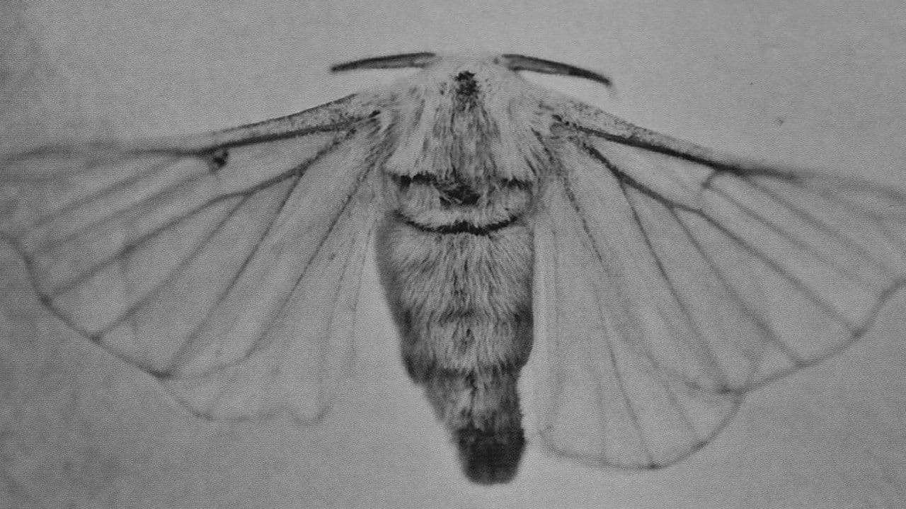 Backdrop – AFI: I Heard a Voice