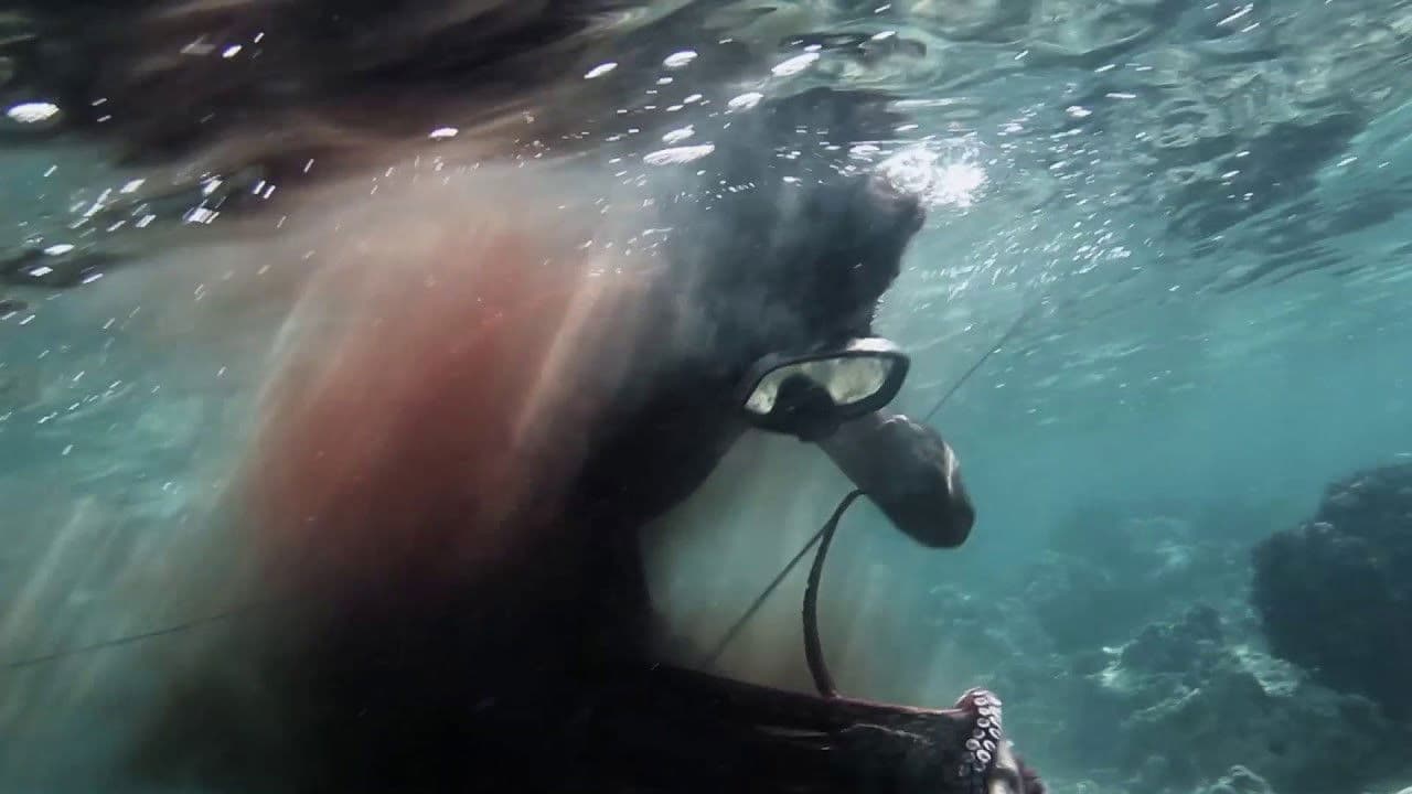 Backdrop – Oh Brother Octopus