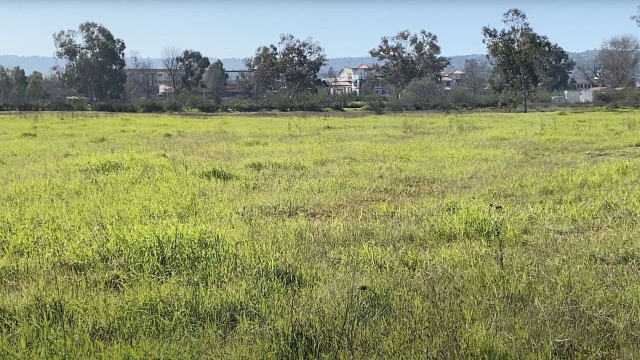Backdrop – Madrona Marsh