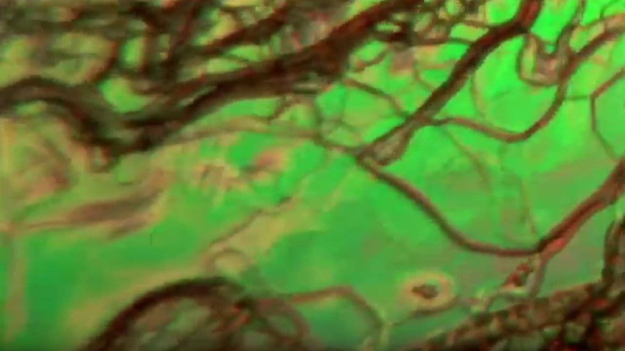 Backdrop – Cristaux liquides