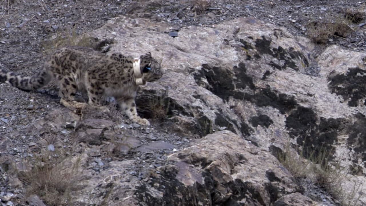 Backdrop – Snow Leopard: Beyond the Myth
