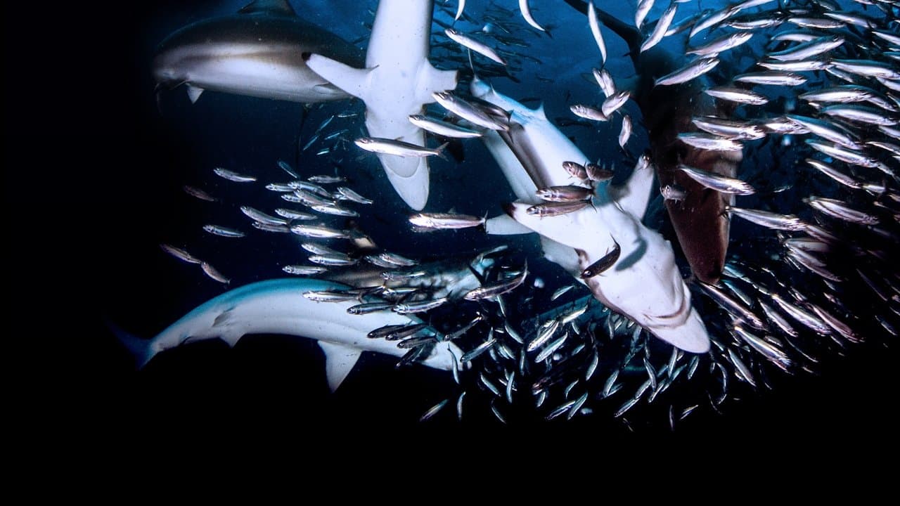 Backdrop – Haie - Die ultimativen Jäger