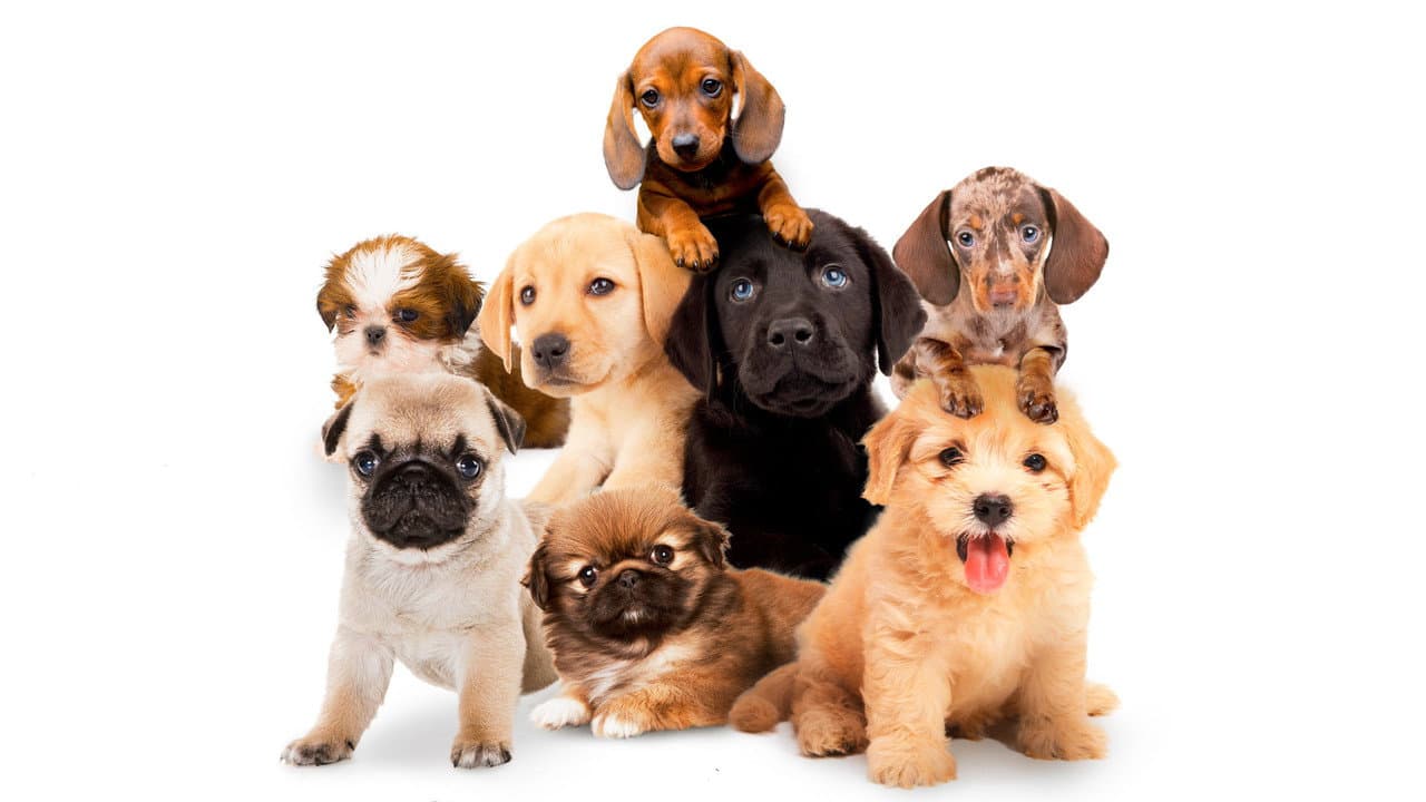 Backdrop – Puppy Time!
