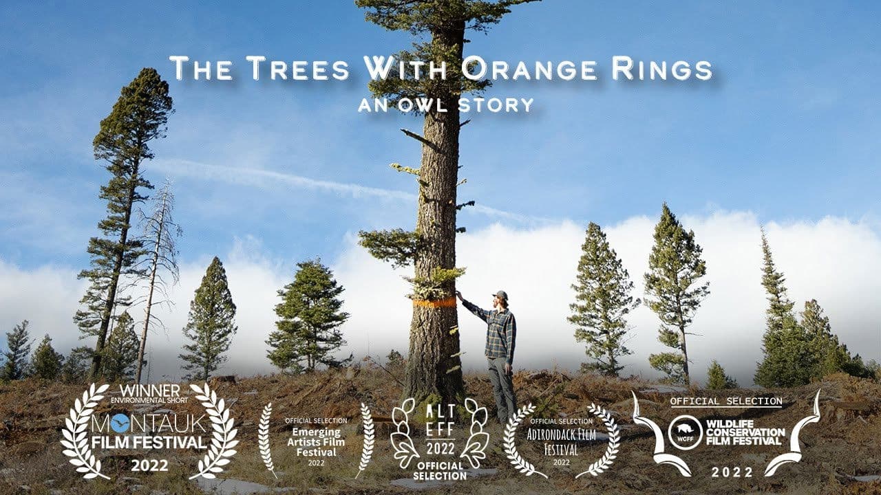 Backdrop – The Trees with Orange Rings