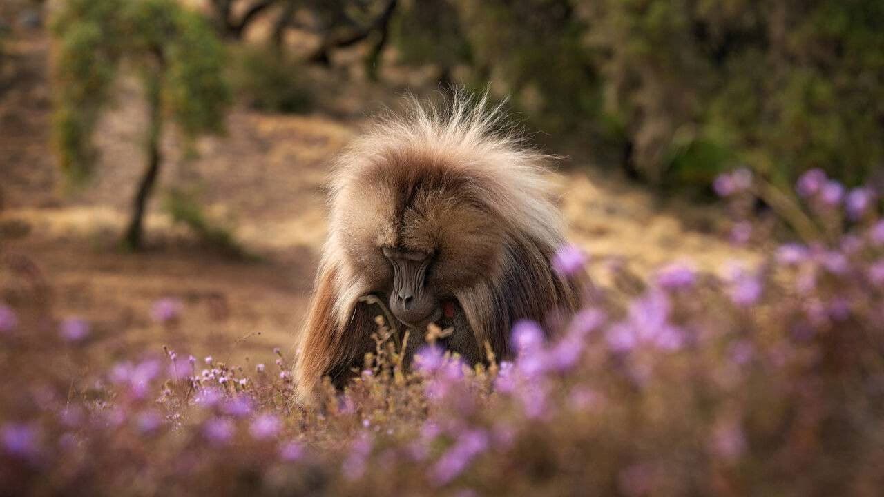 Backdrop – Baboon King