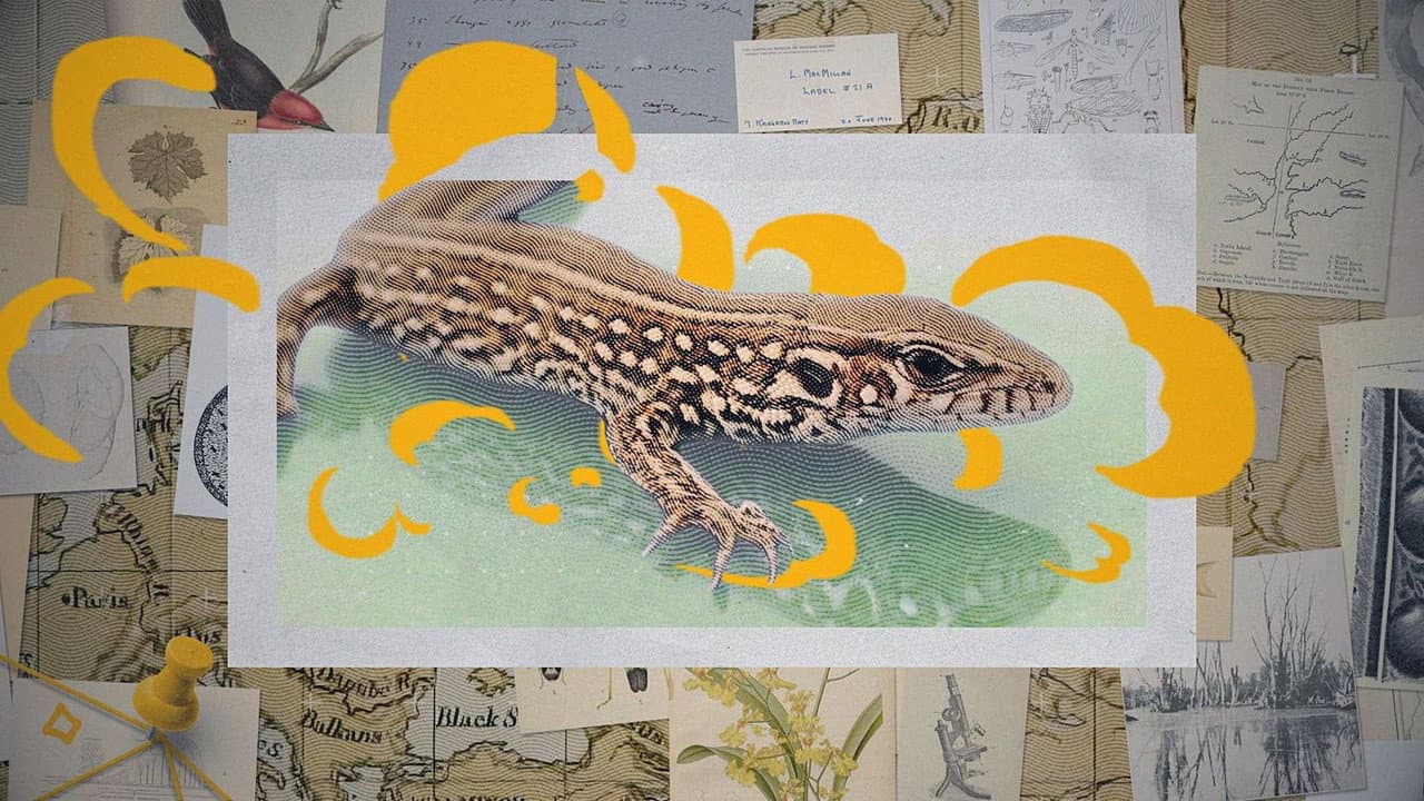 Backdrop – Darwin Express - Evolution in Rekordzeit