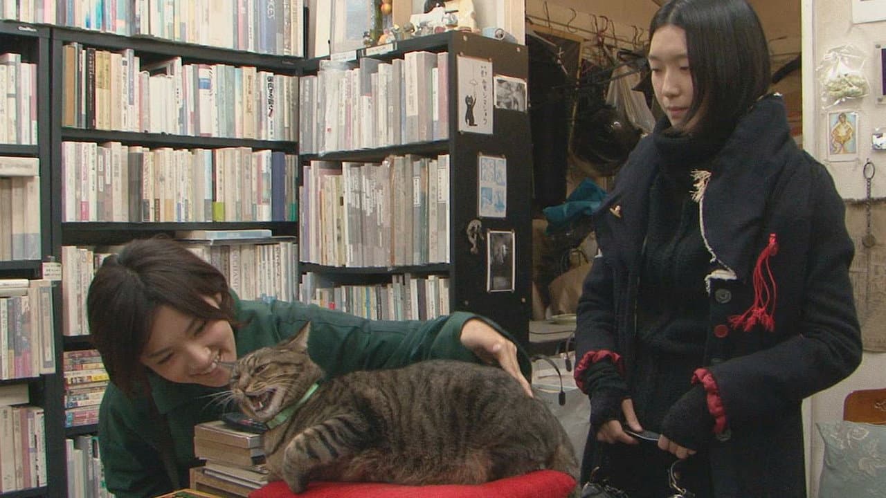 Backdrop – 私は猫ストーカー
