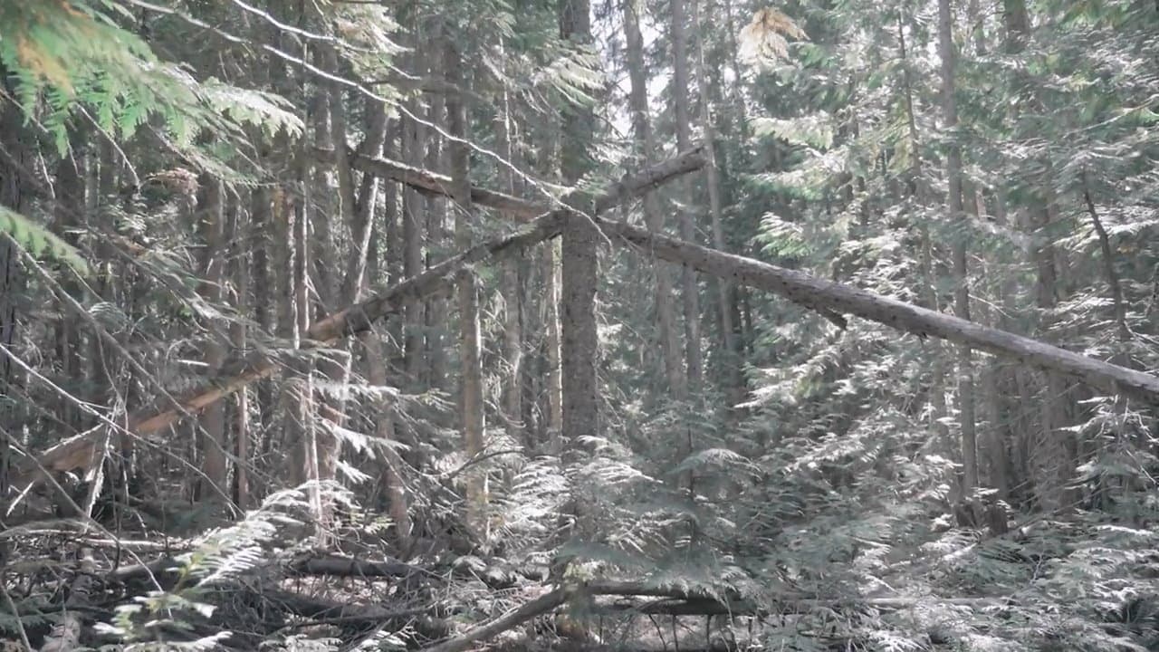 Backdrop – Bigfoot Encounters in the Pacific Northwest