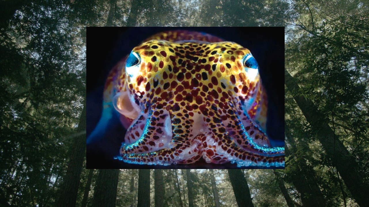 Backdrop – Donna Haraway: Story Telling for Earthly Survival