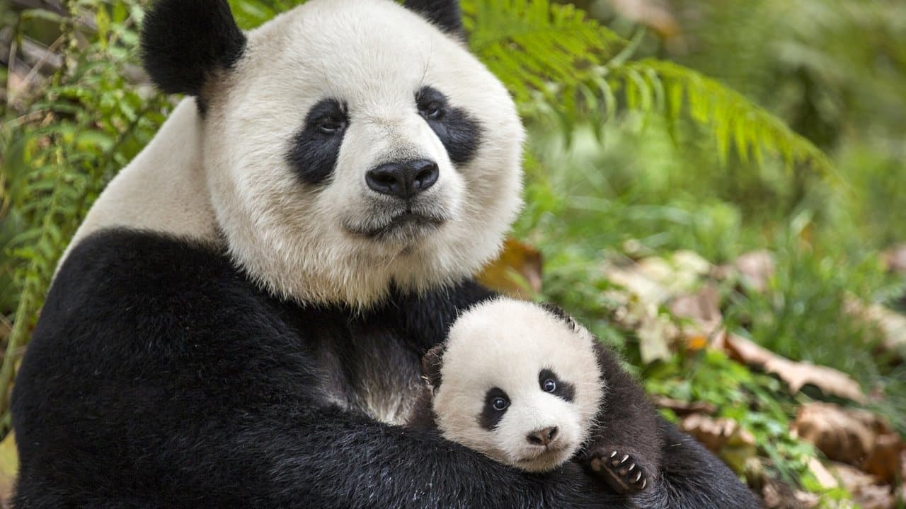 Backdrop – Born in China