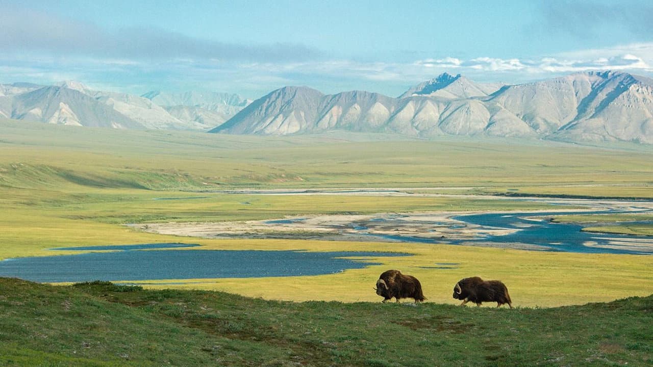 Backdrop – American Arctic