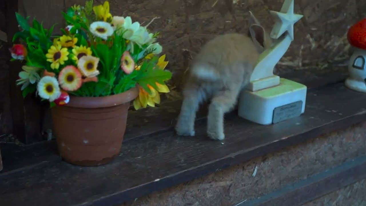 Backdrop – Dovşan getmək qərarina gəlir