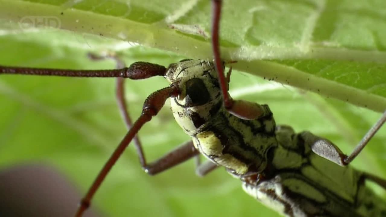 Backdrop – The Queen of Trees