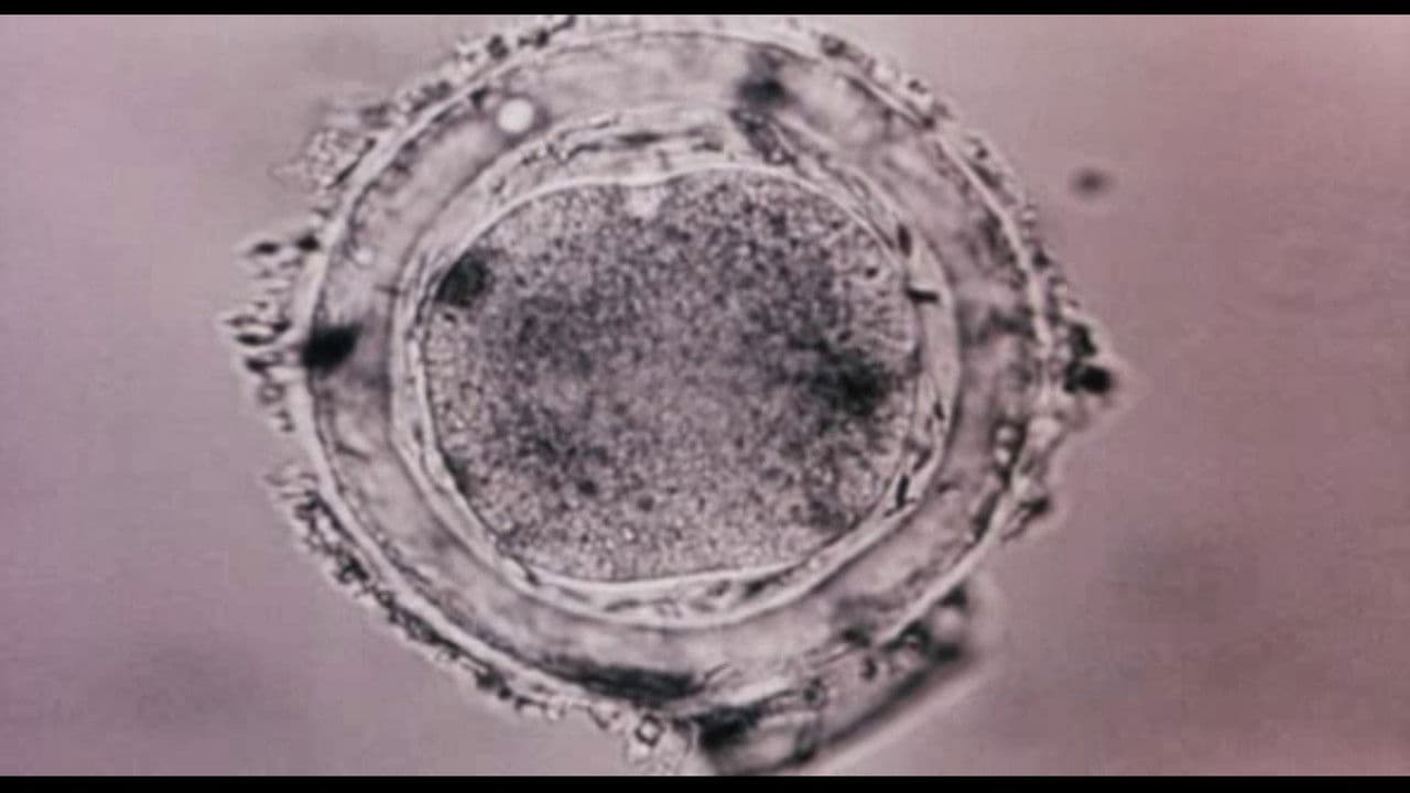 Backdrop – Bodysong