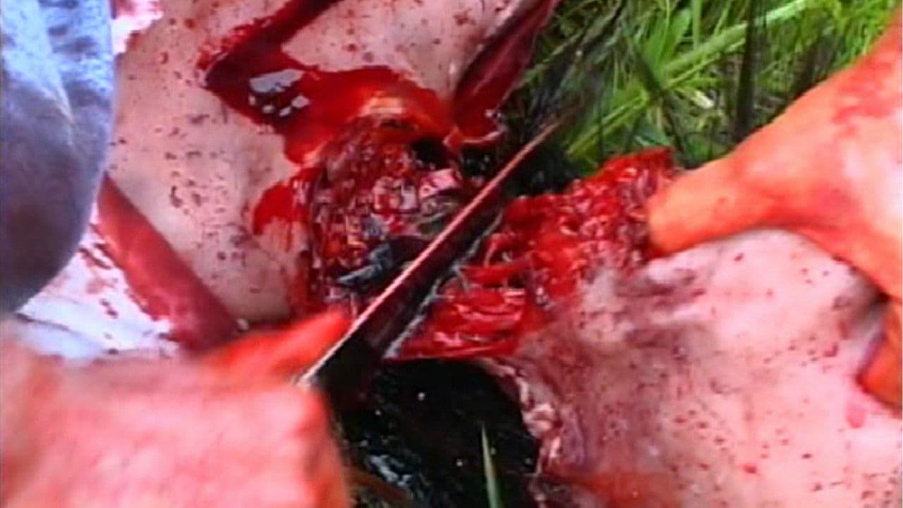 Backdrop – The Bleak