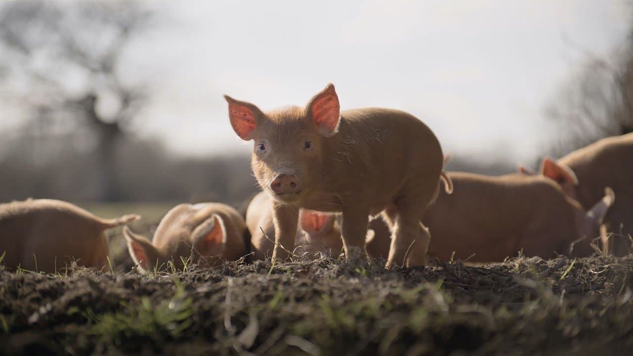 Backdrop – Wildes Land - Die Rückkehr der Natur