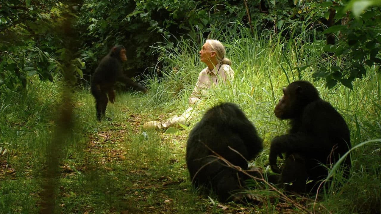 Backdrop – Jane's Journey - Die Lebensreise der Jane Goodall