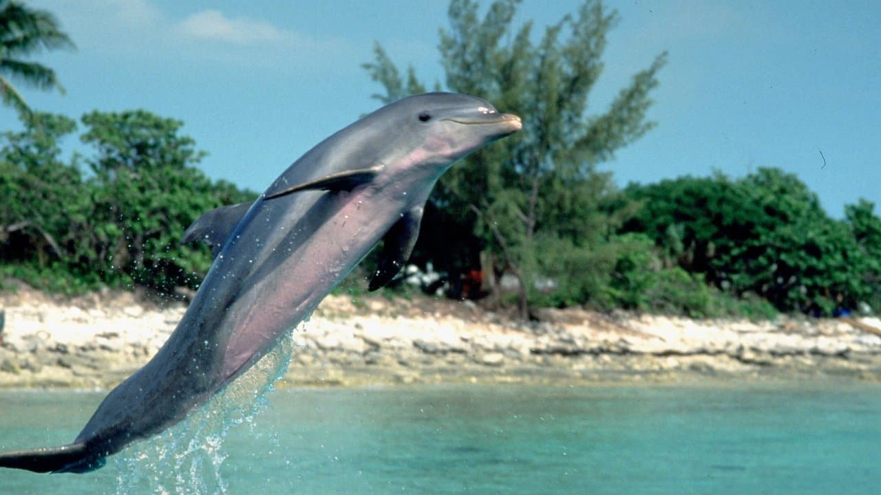 Backdrop – Flipper
