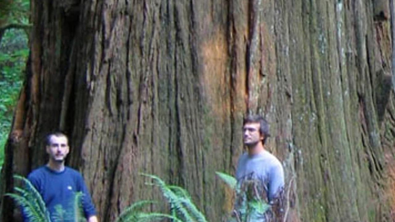 Backdrop – Redwoods: Anatomy of a Giant