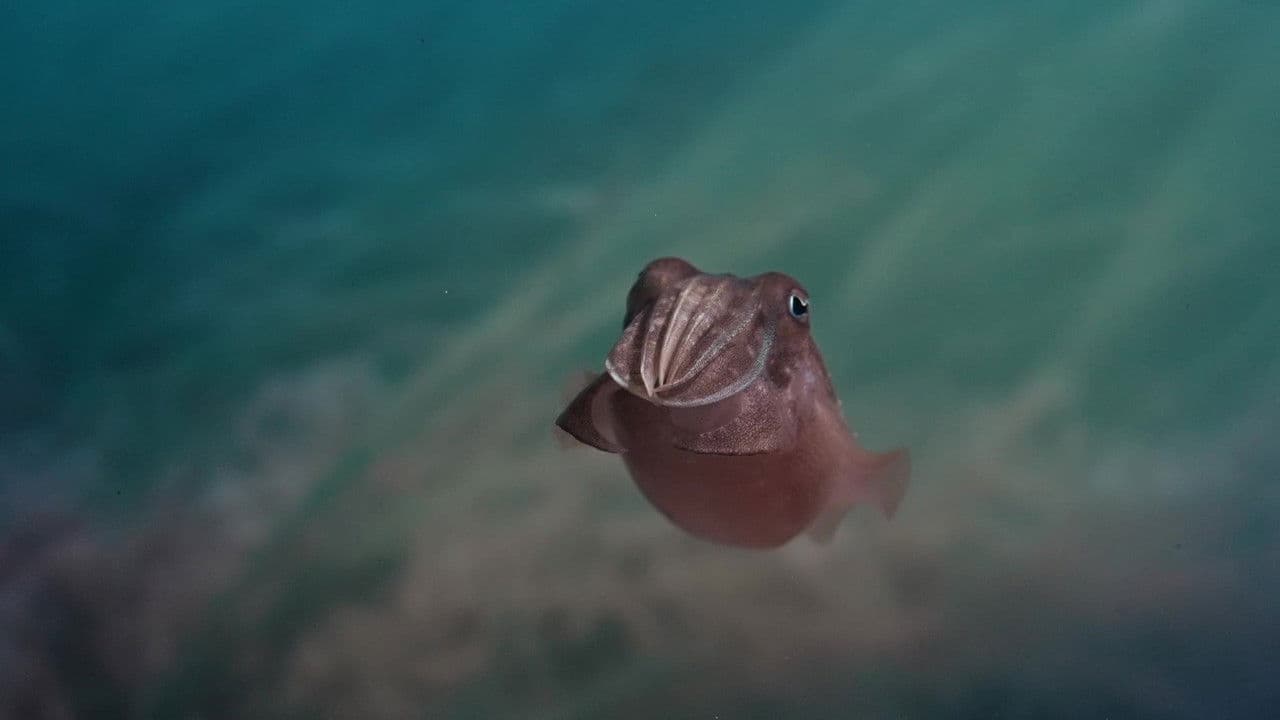 Backdrop – Sépia, l'odyssée d'une seiche