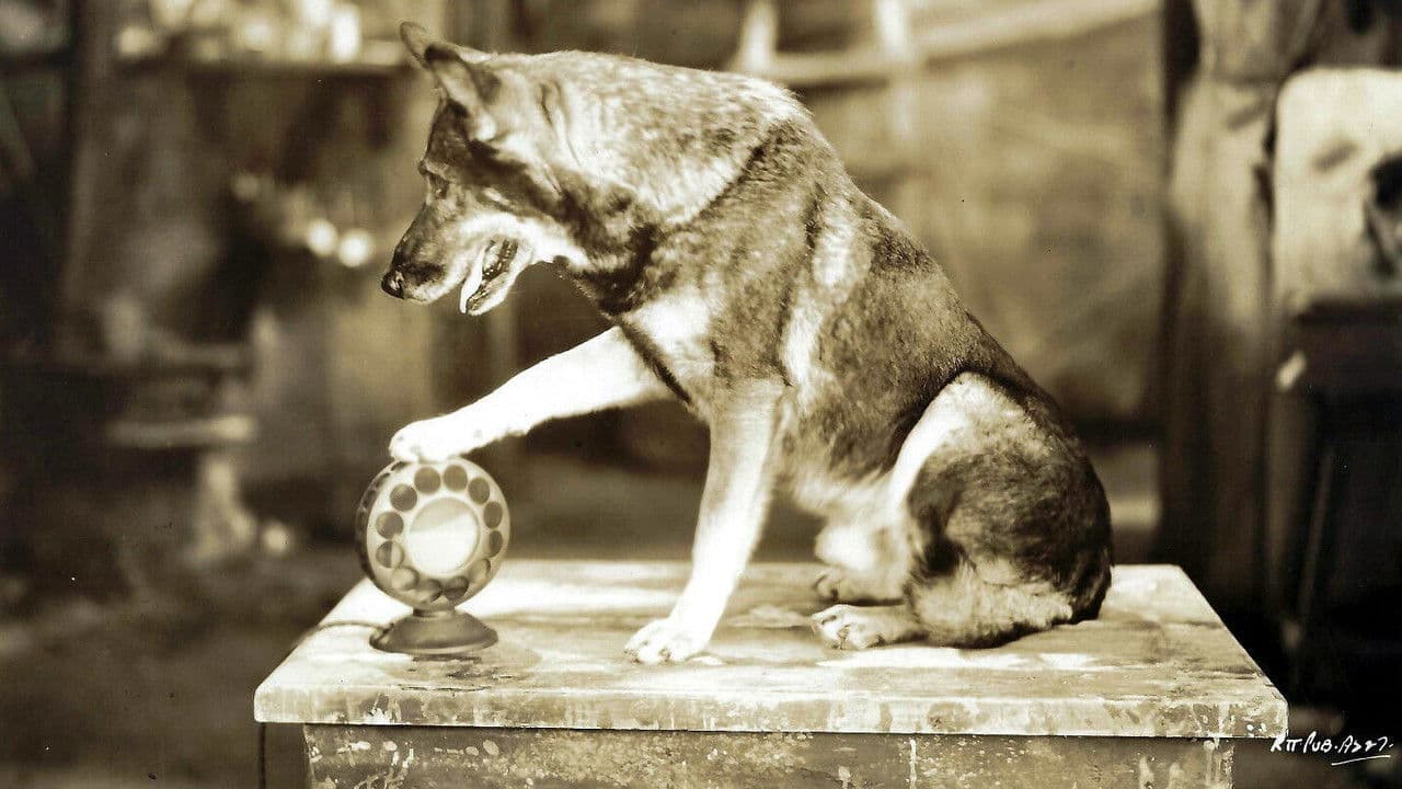 Backdrop – The Million Dollar Collar