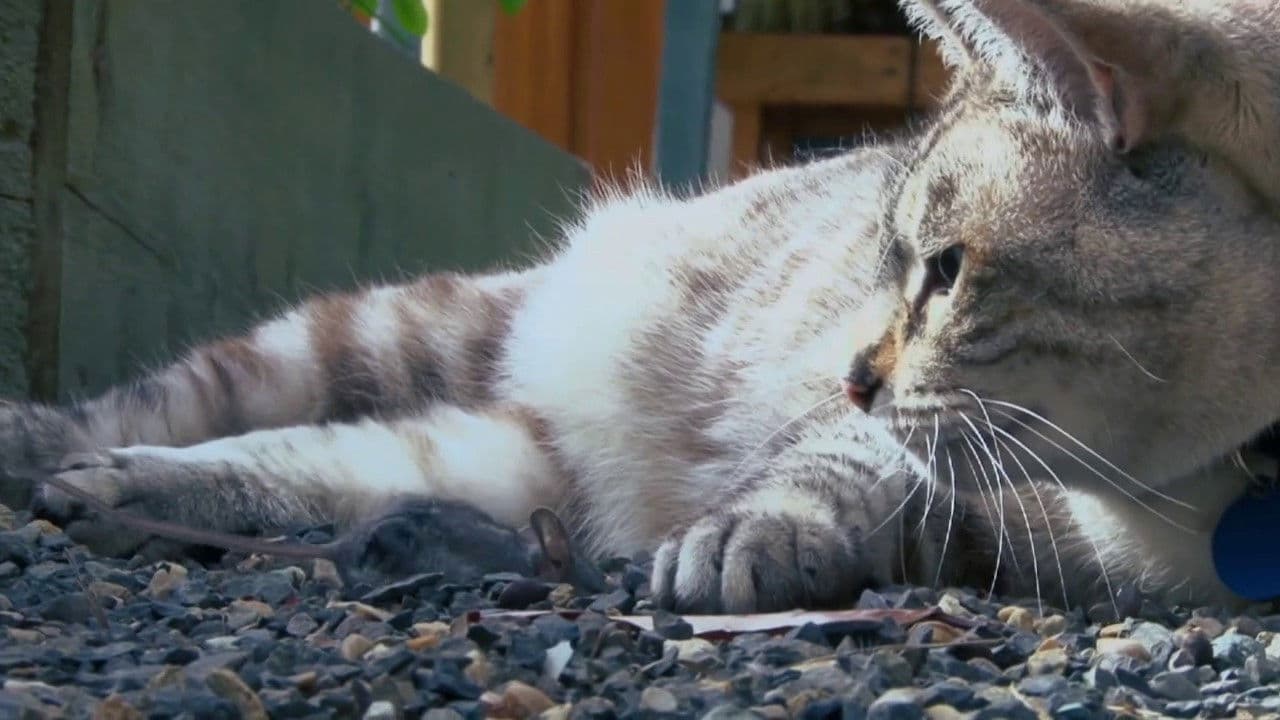 Backdrop – Psycho Pussies: Mad Cat Attacks