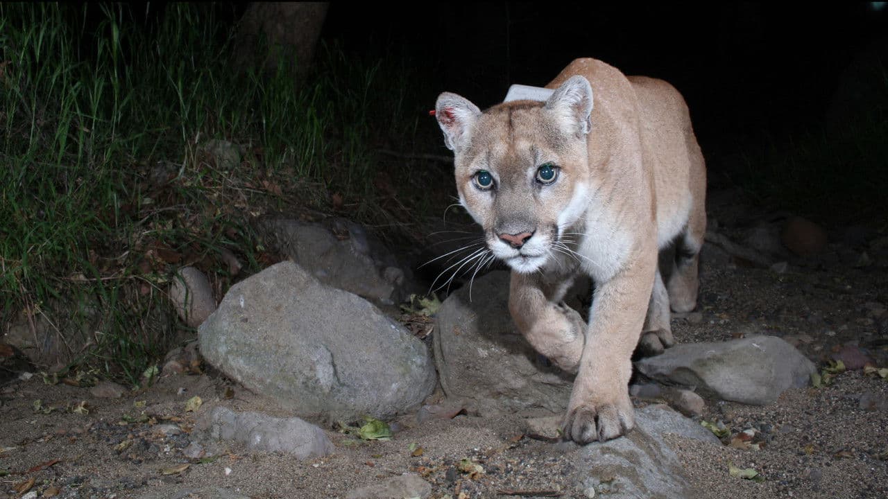 Backdrop – The Cat That Changed America
