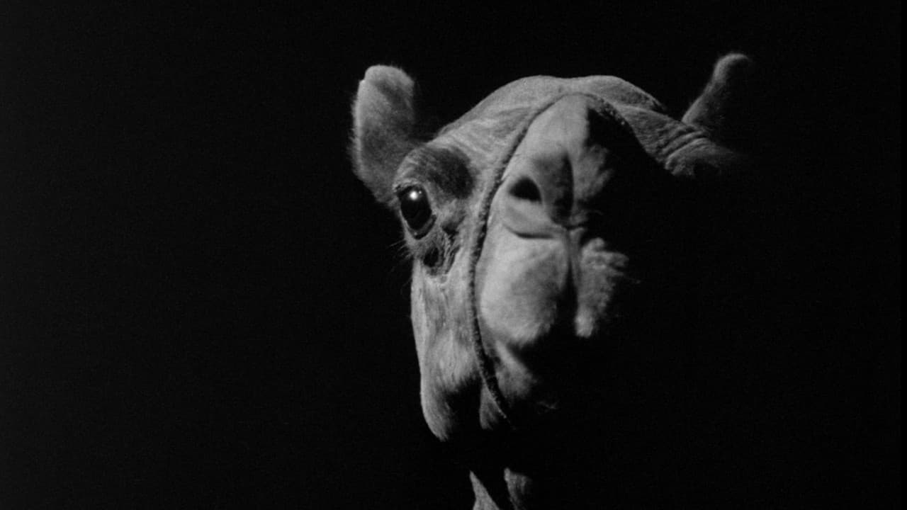 Backdrop – جمل‎