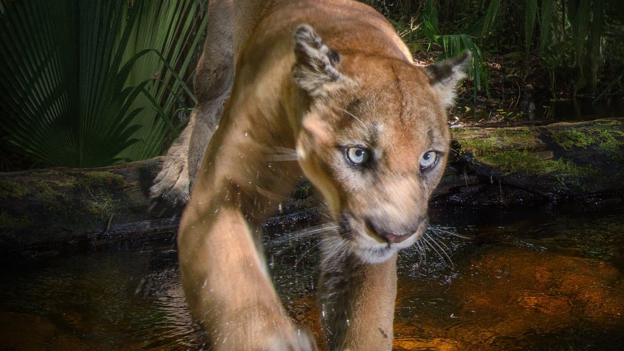 Backdrop – Die Rückkehr des Pumas