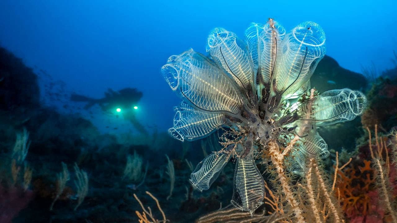 Backdrop – Méditerranée : la face immergée des volcans