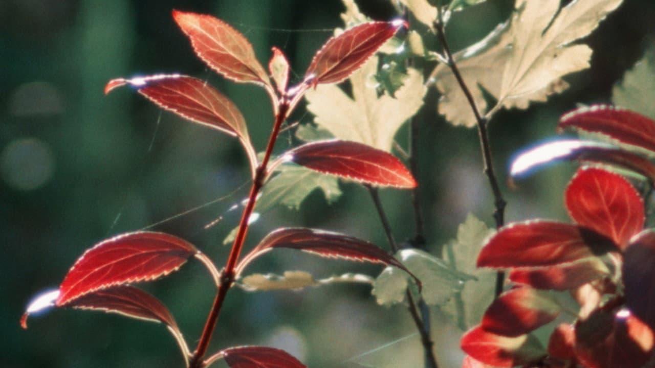 Backdrop – Autumn Evening