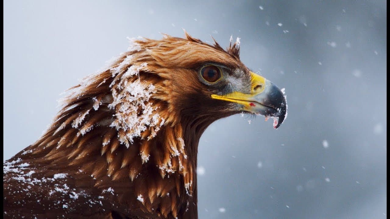 Backdrop – Adler - Kraftprotze mit Durchblick