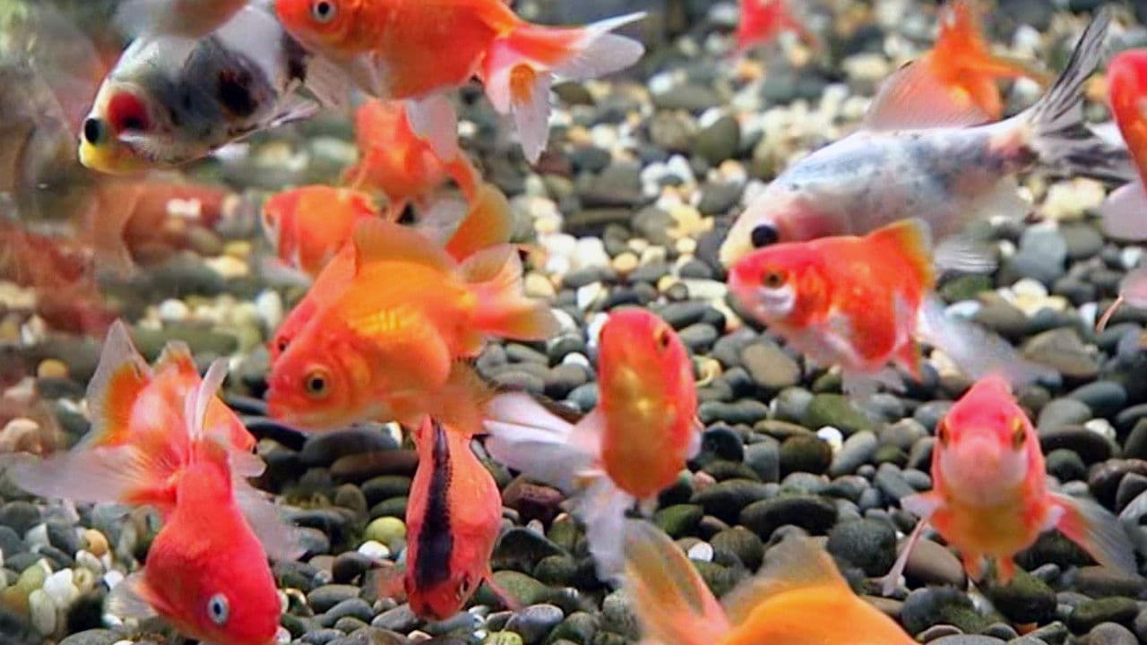 Backdrop – Blue Planet Easy Fishkeeping