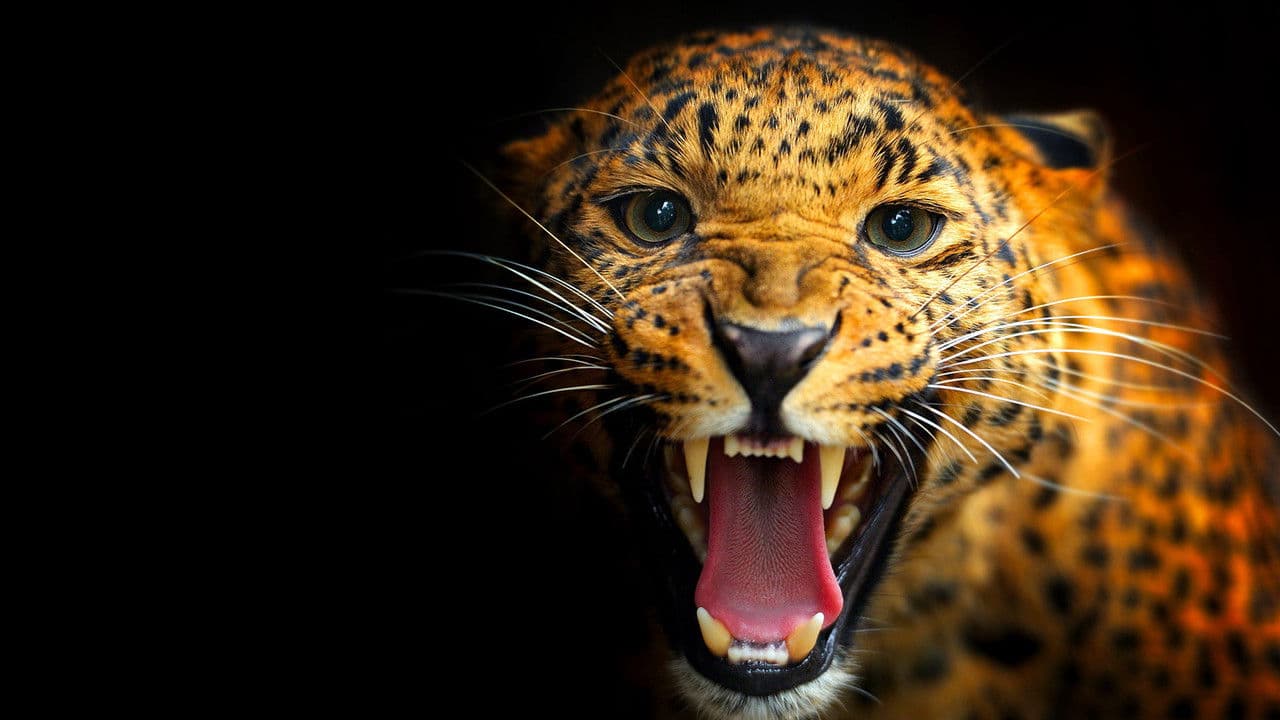 Backdrop – Unter Raubkatzen und Ameisenbären