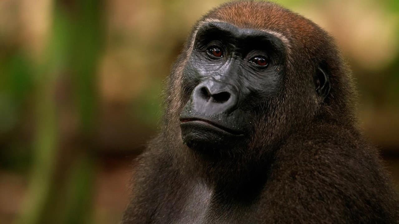 Backdrop – Gorilla