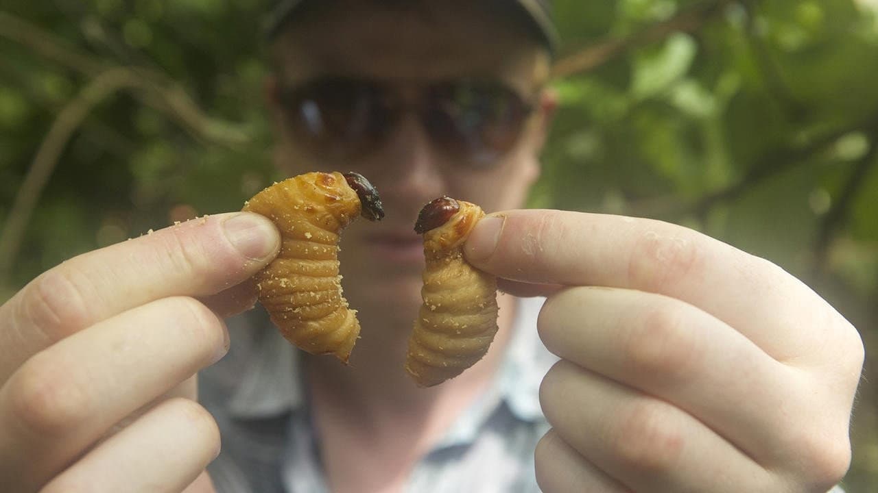 Backdrop – Bugs
