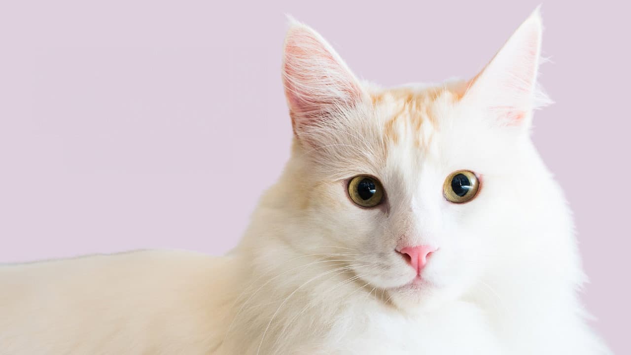 Backdrop – Catwalk 2: The Comeback Cats